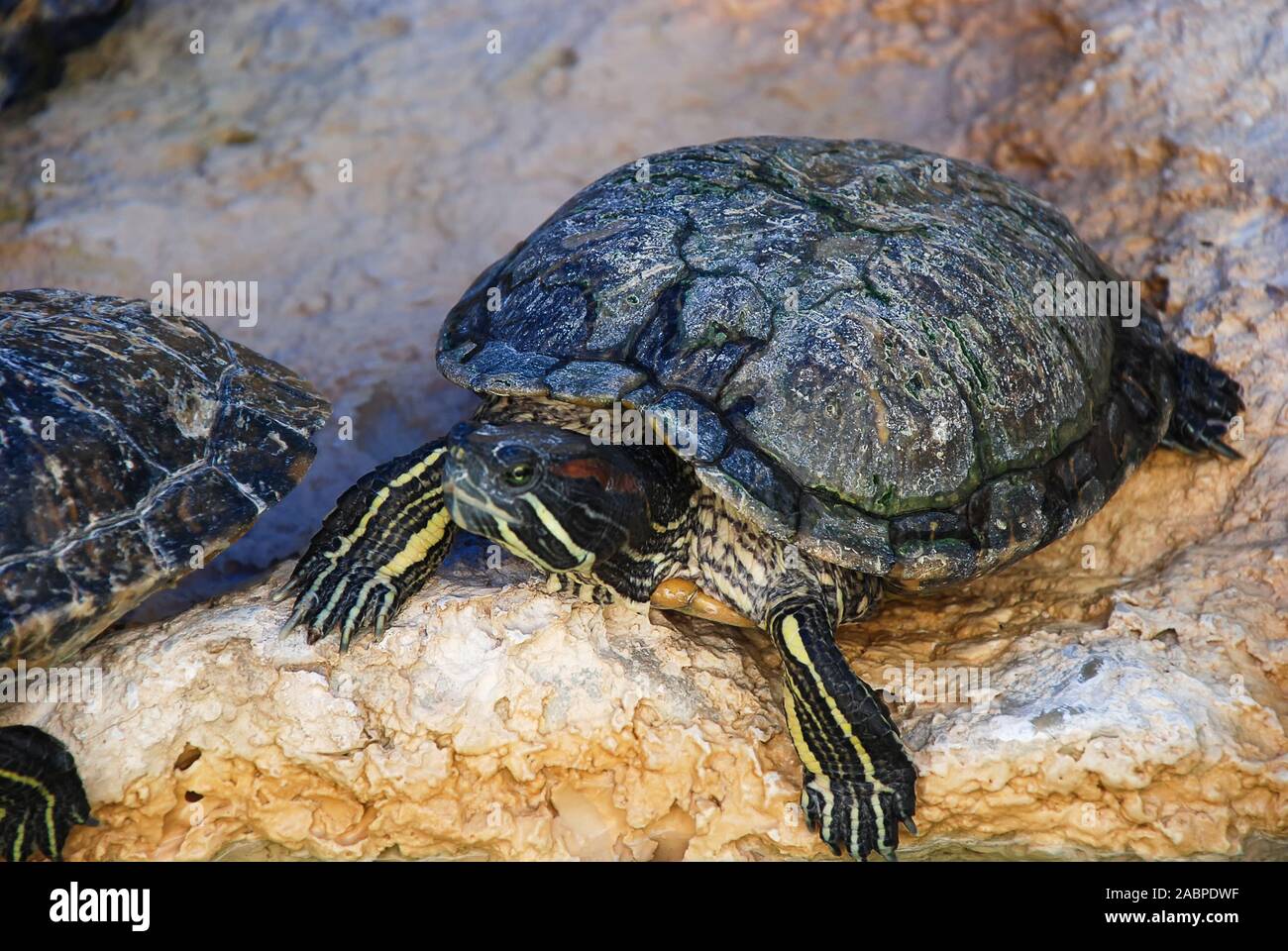 Close up di un dipinto di tartaruga (Chrysemys picta) Foto Stock