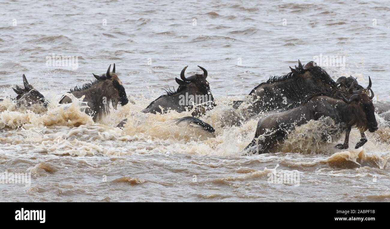 Blue GNU (Connochaetes taurinus) immergersi attraverso il fiume di Mara tra il Masai Mara National Park in Kenya e il Parco Nazionale del Serengeti in Foto Stock