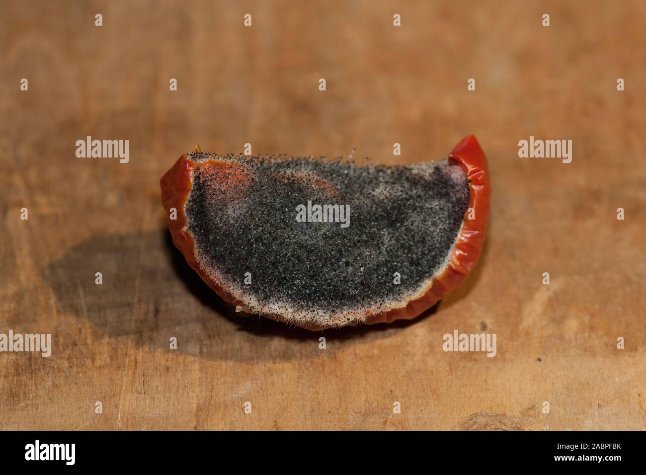 Un quarto di pomodoro coperta con stampo sulla superficie di botte Foto  stock - Alamy