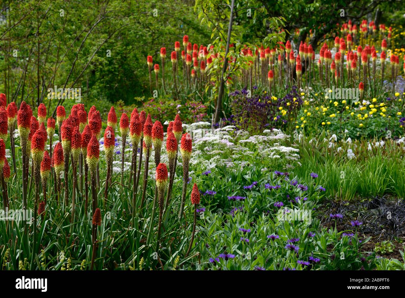 Kniphofia caulescens,red hot poker,letto misto,confine,Schema impianto,perenne,piante perenni,fiore,fiori,fioritura,RM Floral Foto Stock