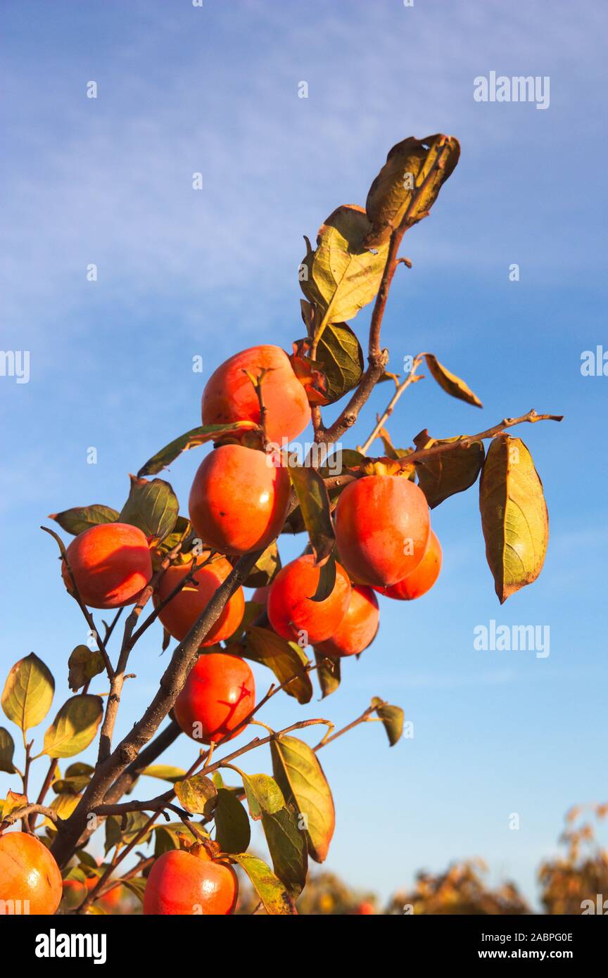 Close-up di un ramo di un albero di persimmon pieno di frutti maturi che nel mezzo di autunno è già perdendo le sue foglie Foto Stock