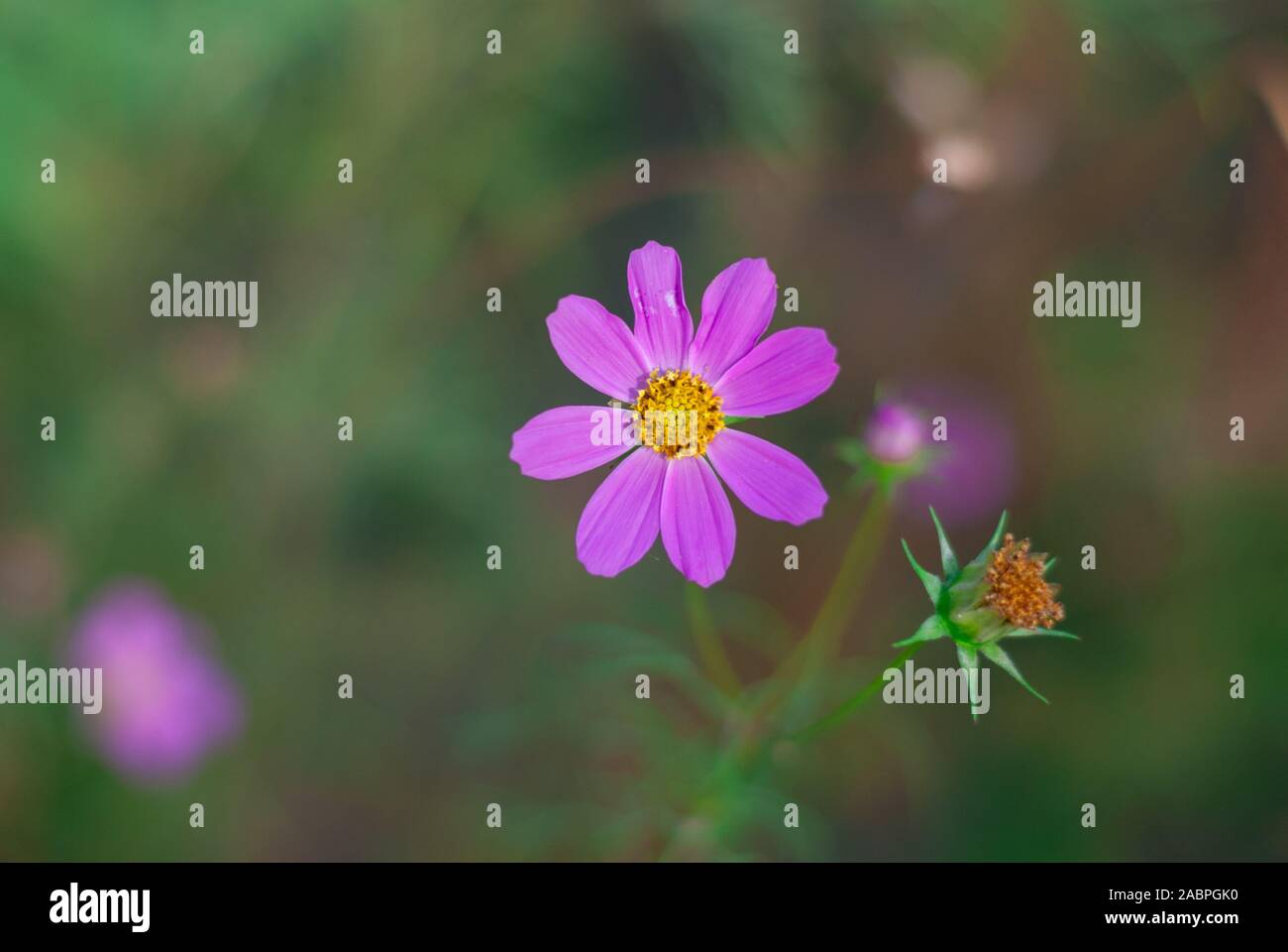 Bellissimo giardino dei fiori sul verde sfondo naturale. Con copy-spazio. Foto Stock