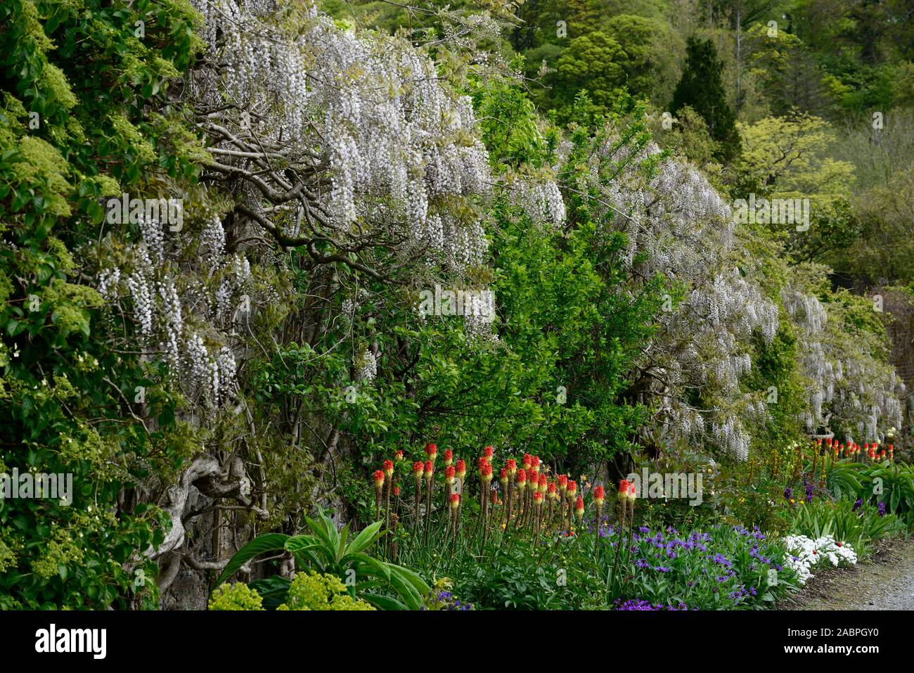 Wisteria sinensis alba,Glicine cinese,Kniphofia caulescens,red hot poker,letto misto,confine,Schema impianto,perenne,piante perenni,fiore,fiori,fiore Foto Stock