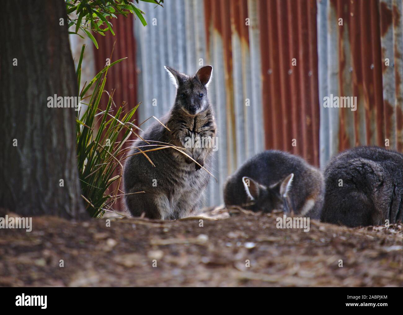 Australian wallaby sta di guardia mentre altri due wallaby sonno. Foto Stock