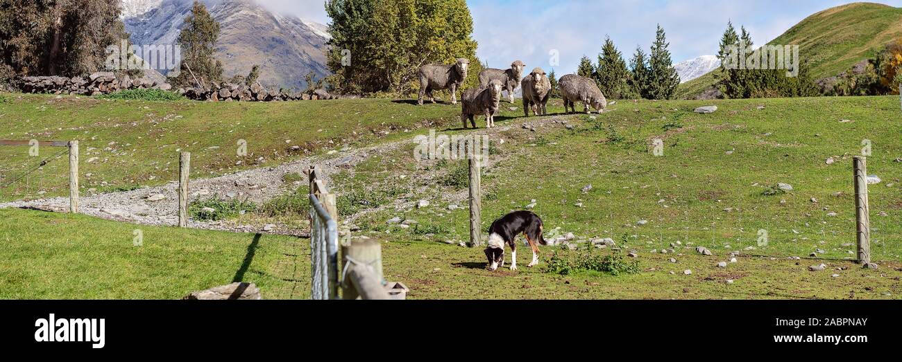 Gruppo di pecora su una collina in un verde pascolo con recinzione in primo piano e sheep dog sniffing terreno Foto Stock