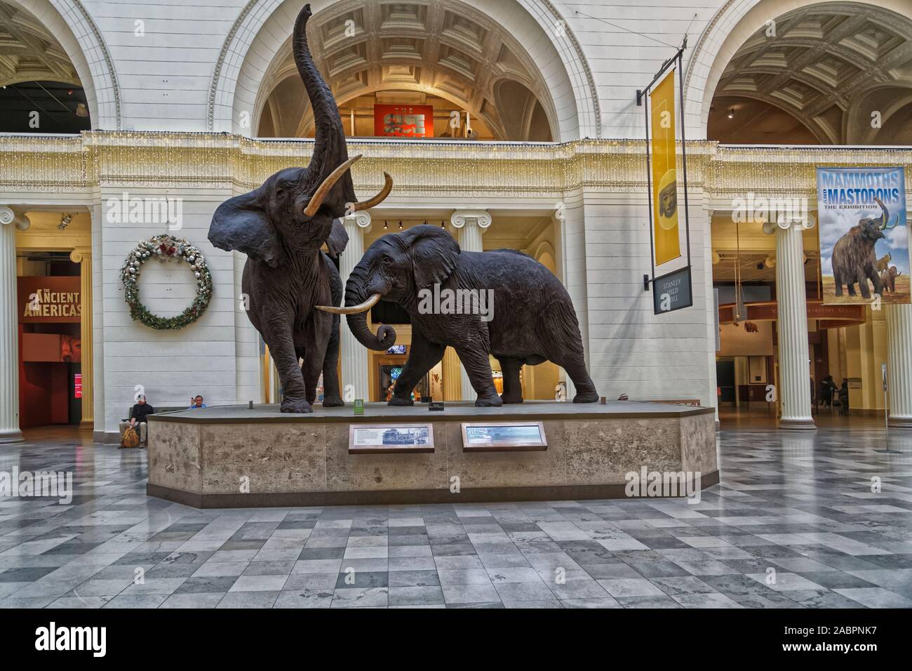 Mostra di elefanti presso la sala principale del Field Museum of Natural History nella vista interna di Chicago Foto Stock