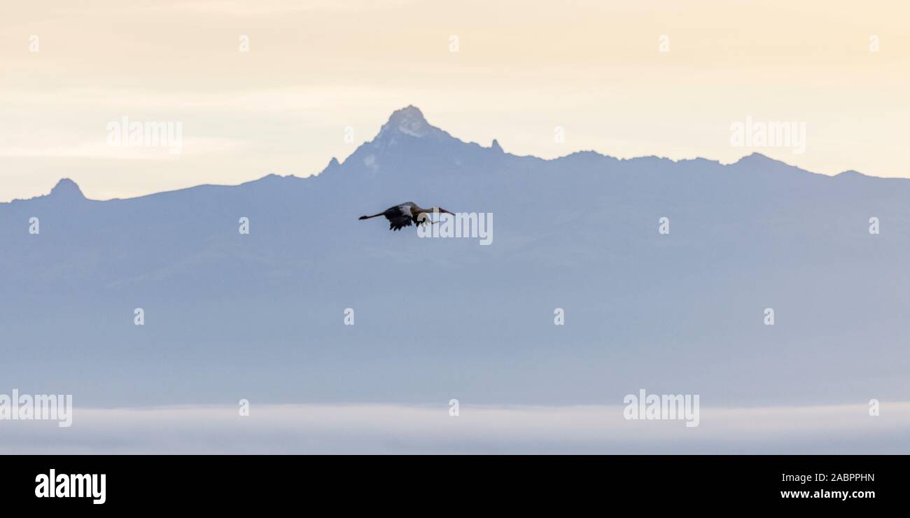 La mattina presto luce sul monte Kenya con unione Stork battenti in primo piano, ampio paesaggio, Ol Pejeta Conservancy, Laikipia, Kenya, Africa Foto Stock