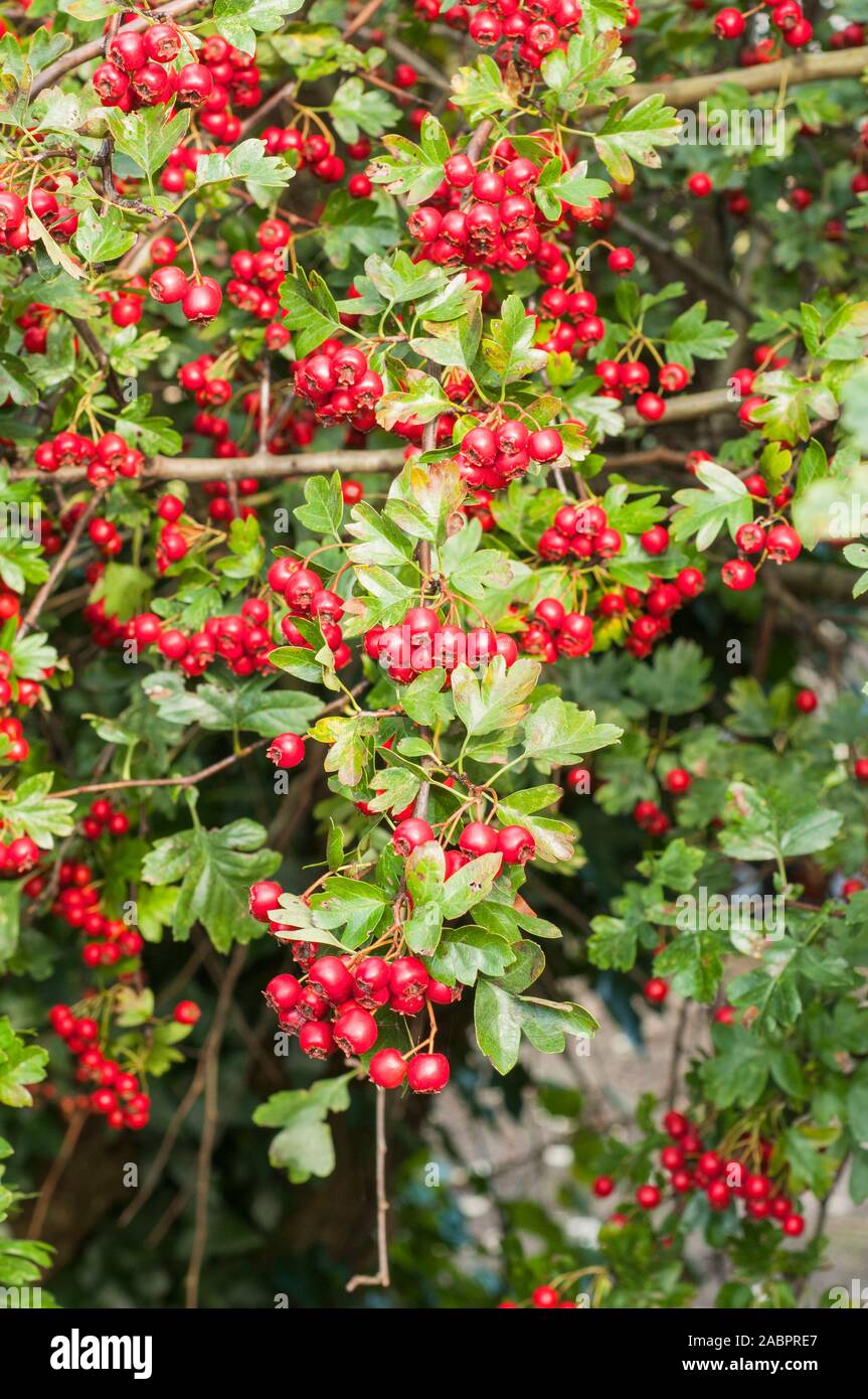 Crataegus monogyna Biancospino con un sacco di bacche rosse in autunno. Spinoso deciduo completamente hardy pianta che è buono per la copertura. Foto Stock