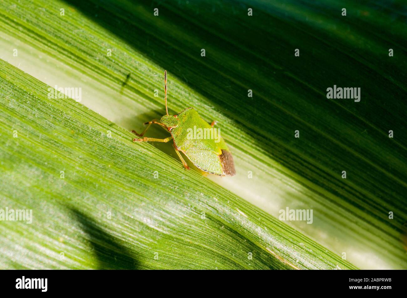 Comune di schermo verde Bug Palomena prasina su foglie di mais dolce in tarda estate. Foto Stock