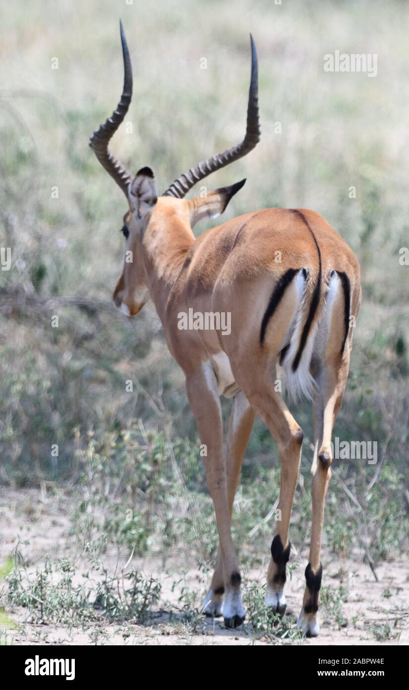 Impala maschio (Aepyceros melampus) verticale che mostra in bianco e nero di coda verticale e natica contrassegni unici di questo antilopi. Parco Nazionale di Tarangire e Foto Stock