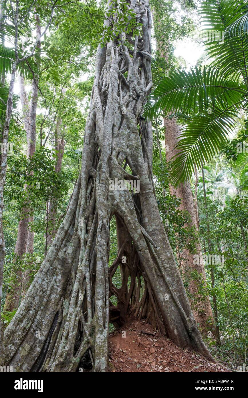 Strangler fig (Ficus sp.), l'Isola di Fraser, Queensland, Australia Foto Stock