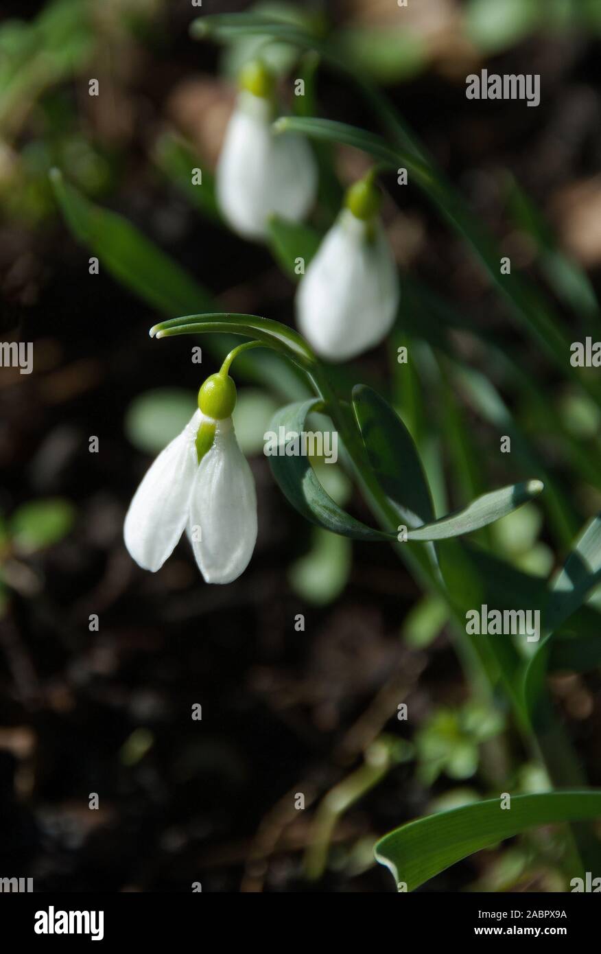 Galanthus gracilis; annuire bianchi bucaneve con lineari, ritorto, grigio-verde delle foglie e fiori profumati, il tepals interna con due calce-i contrassegni di colore verde Foto Stock