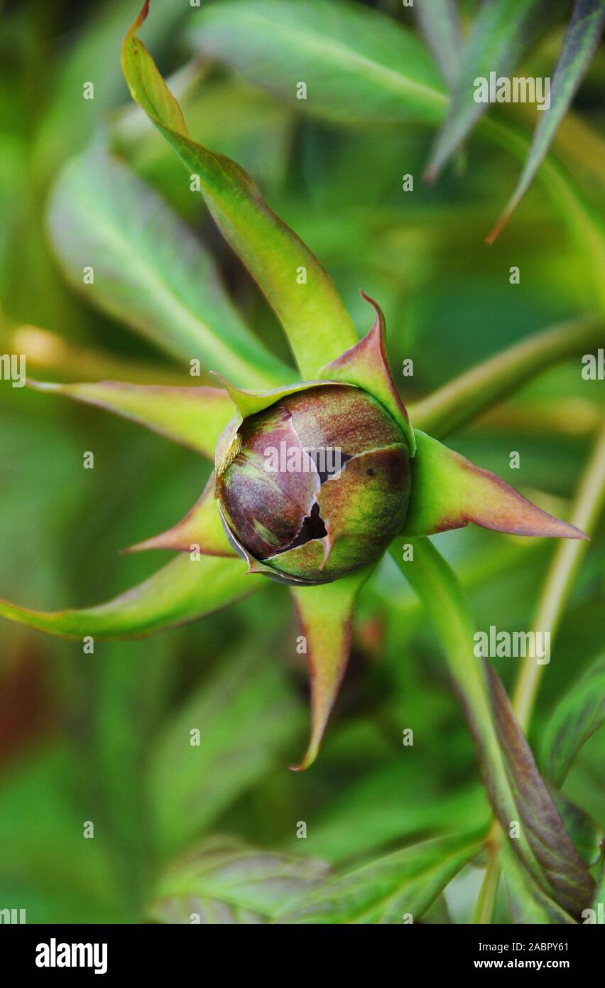 Paeonia delavay in bud Foto Stock
