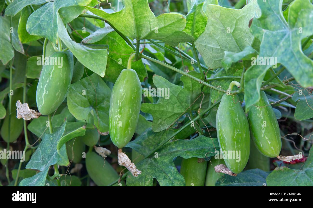 Tindora 'Coccinia grandis' vitigno, il verde listati maturazione sulle vite, noto anche come Ivy Gourd, Scarlet Gourd, Tailandese spinaci, Kovai. Foto Stock