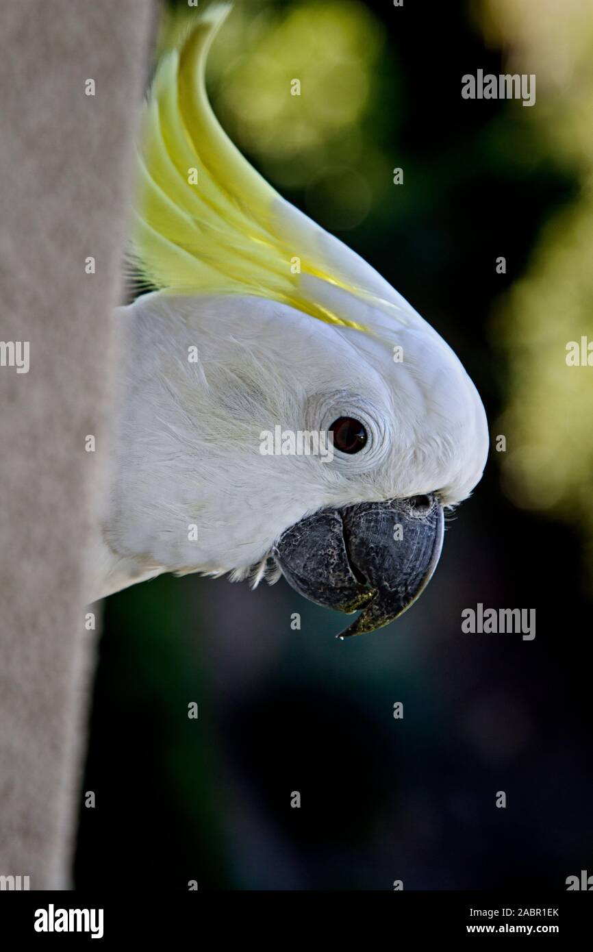 Close up di un australiano white cockatoo che spuntavano da dietro una parete Foto Stock