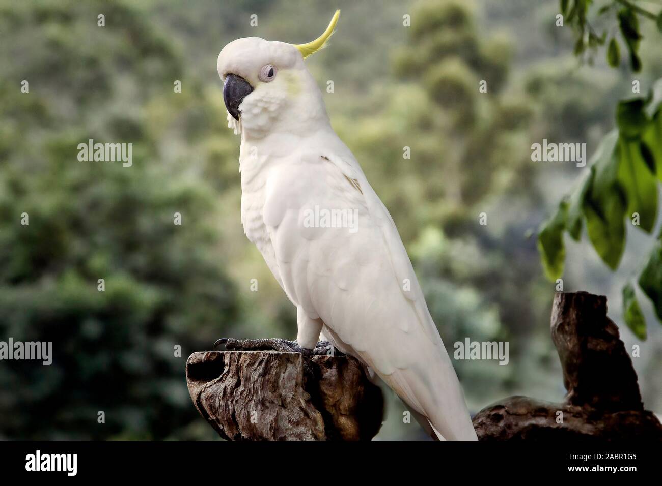 Un australiano white cockatoo in piedi su un ceppo di albero in una impostazione di bush Foto Stock