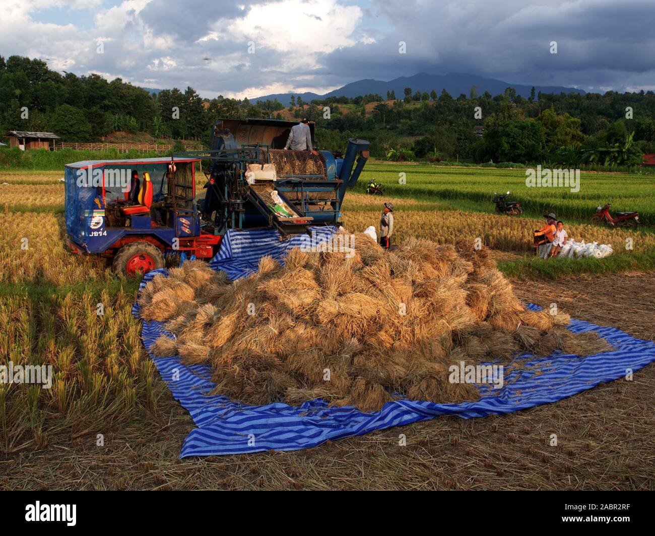 Coppia campo di riso viene raccolta mediante la macchina nel nord della Thailandia Foto Stock