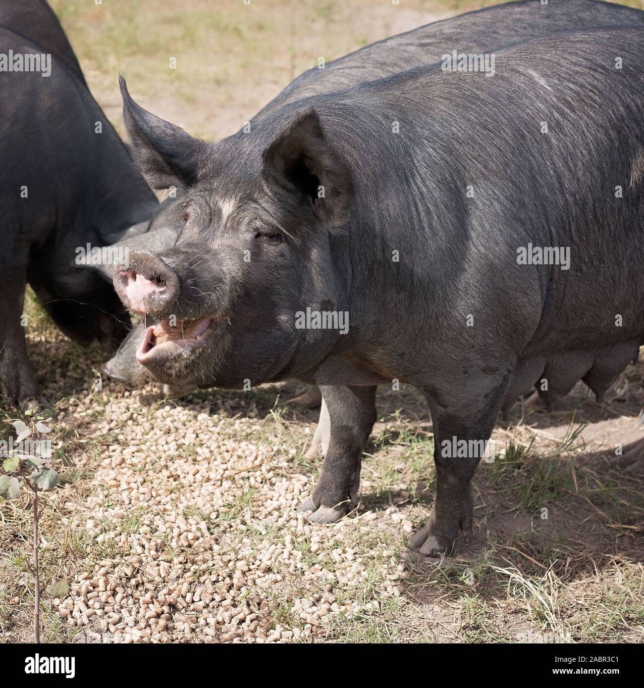 Berkshire maiali neri in un organico piggery Foto Stock