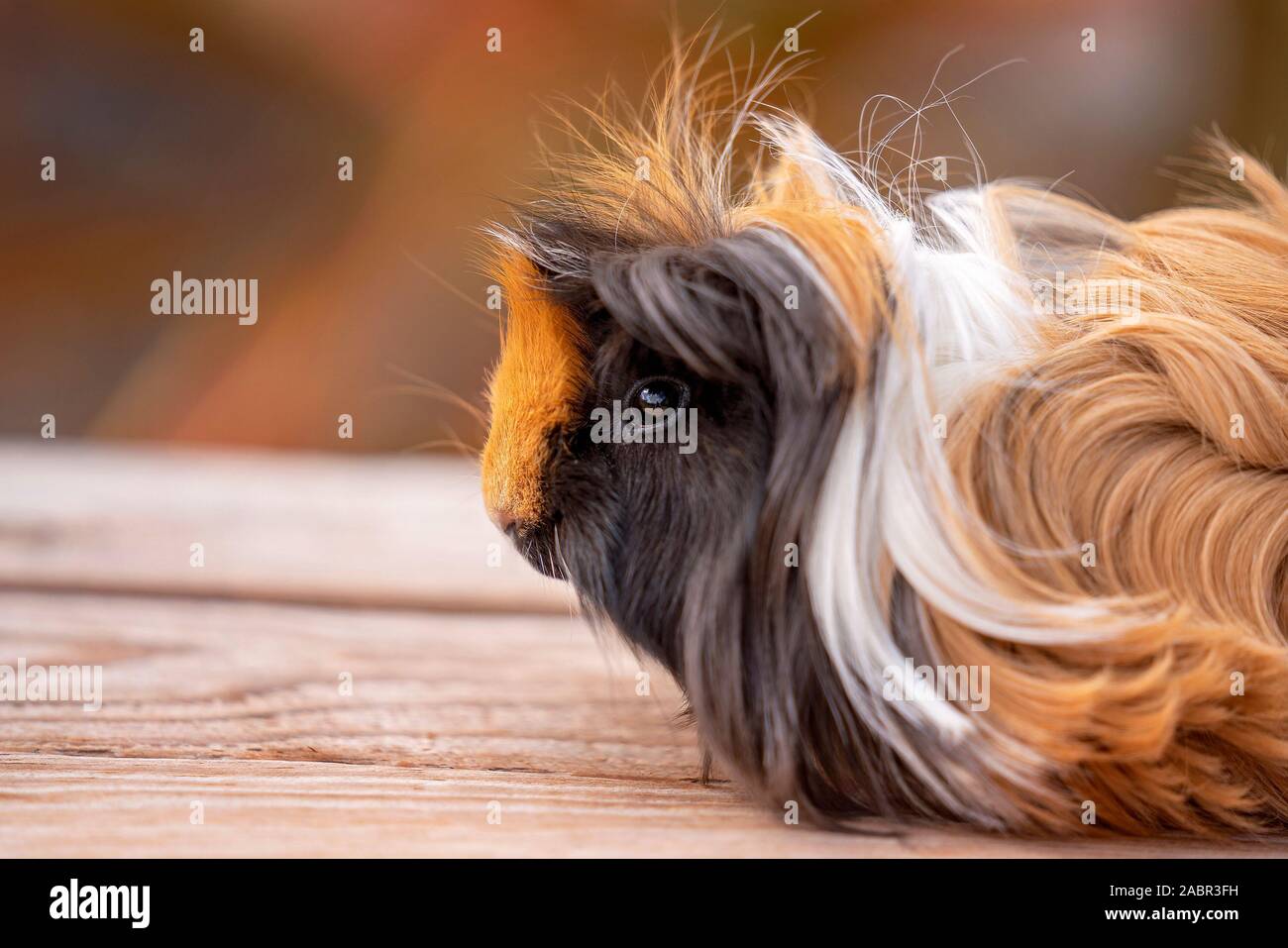 Un primo piano verticale della faccia di un simpatico cavia, noto anche come cavy Foto Stock