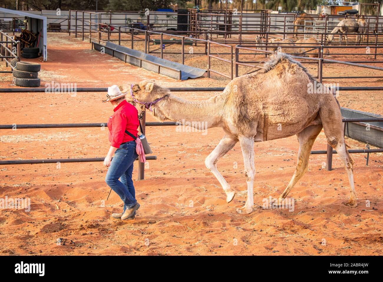 Un membro dello staff conduce un cammello pronto per un tour guidato al tramonto vicino a Uluru. Yulara, territorio del Nord, Australia Foto Stock