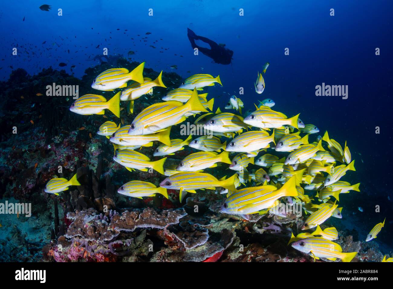 I subacquei in un colorato e tropicale di barriera corallina in Thailandia Foto Stock
