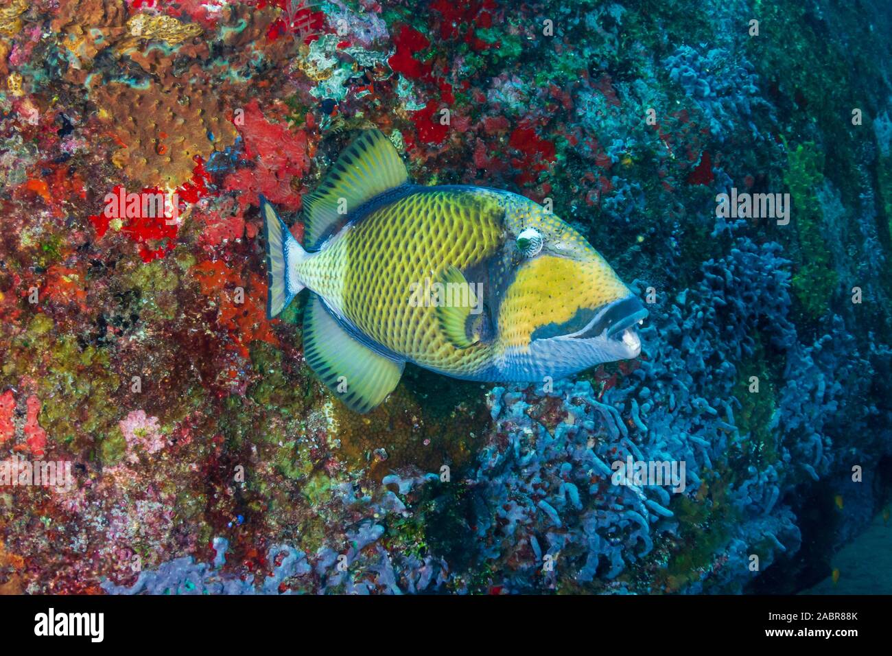 Grandi Pesci balestra Titan alimentazione su un tropical Coral reef in Thailandia Foto Stock