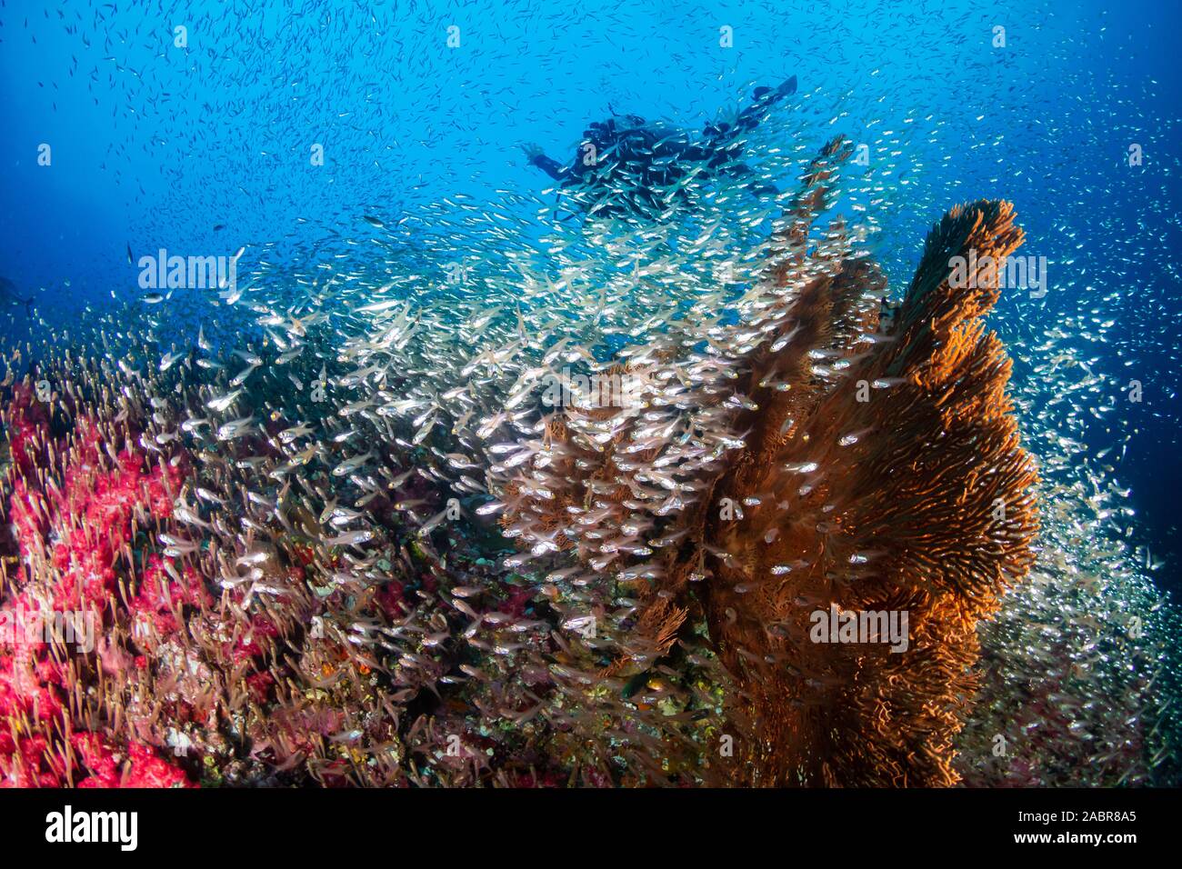 I subacquei in un colorato e tropicale di barriera corallina in Thailandia Foto Stock