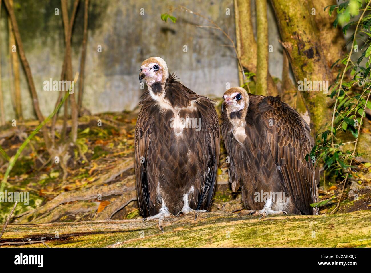 Coppia di avvoltoi con cappuccio (Necrosyrtes monachus) arroccato su di un registro Foto Stock