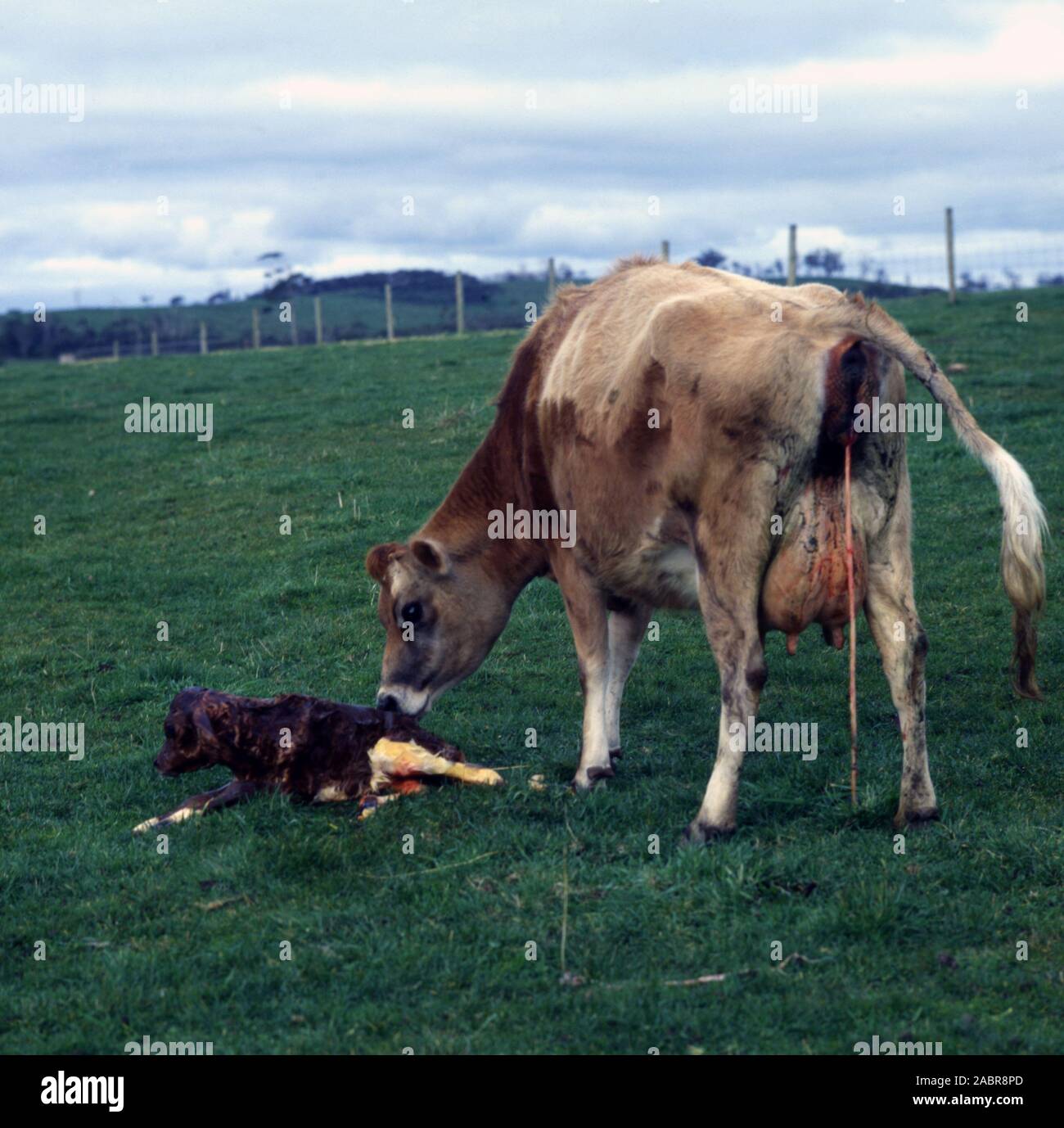 TELETTO NEONATO CON LA SUA MADRE, PROPRIETÀ RURALE, VICTORIA, AUSTRALIA. Foto Stock