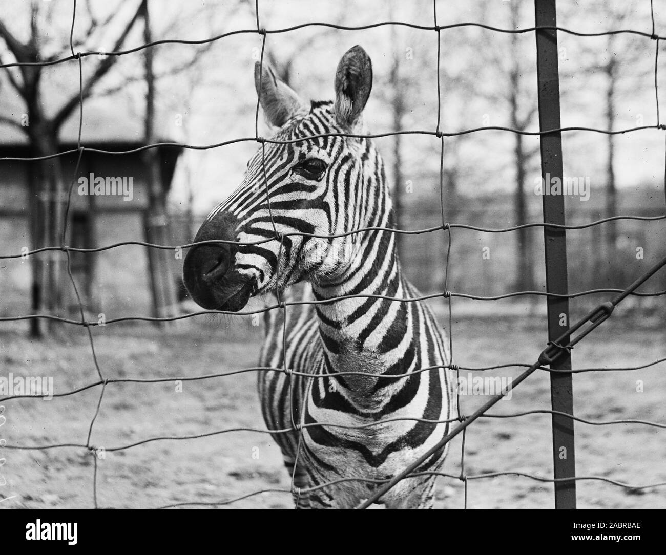 Una zebra in un recinto dello zoo di ca. 1924 Foto Stock