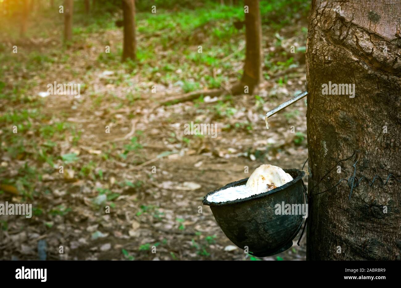 Struttura in gomma plantation. La maschiatura di gomma in gomma giardino con alberi in Thailandia. Il lattice naturale estratto da para gomma vegetale. Lattice di raccogliere in una tazza di plastica Foto Stock