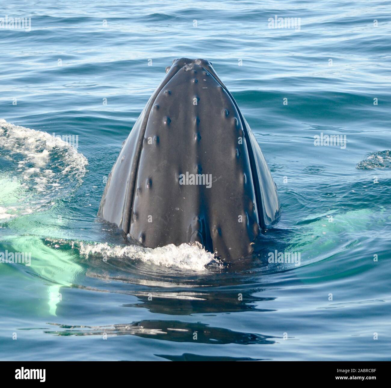 Close-up di un Humpback Whale calf bloccata la sua testa sopra superficie dell'oceano. (Megaptera novaeangliae) Foto Stock
