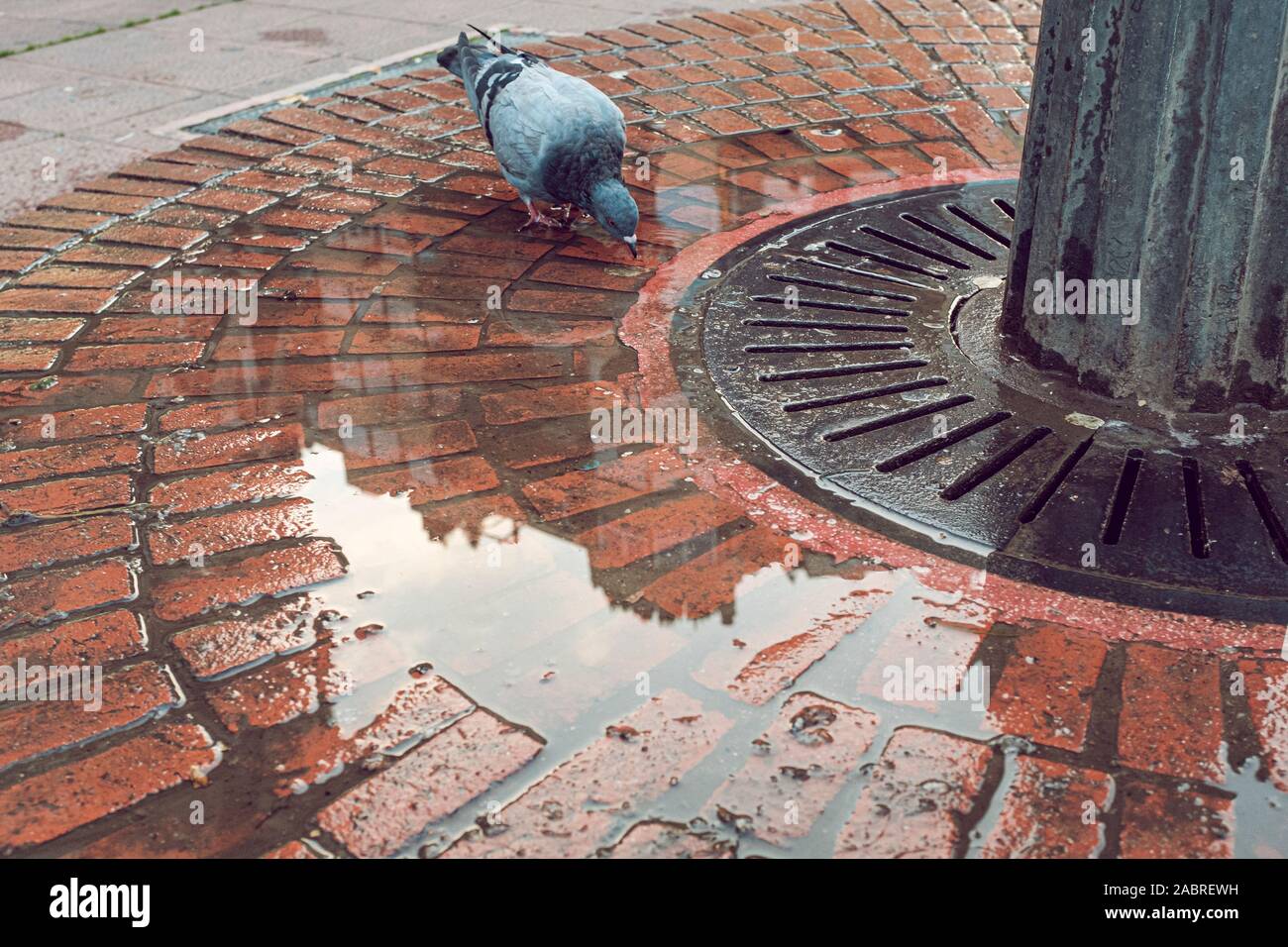 Pigeon bird acqua potabile sul pavimento di una fontana urbano Foto Stock