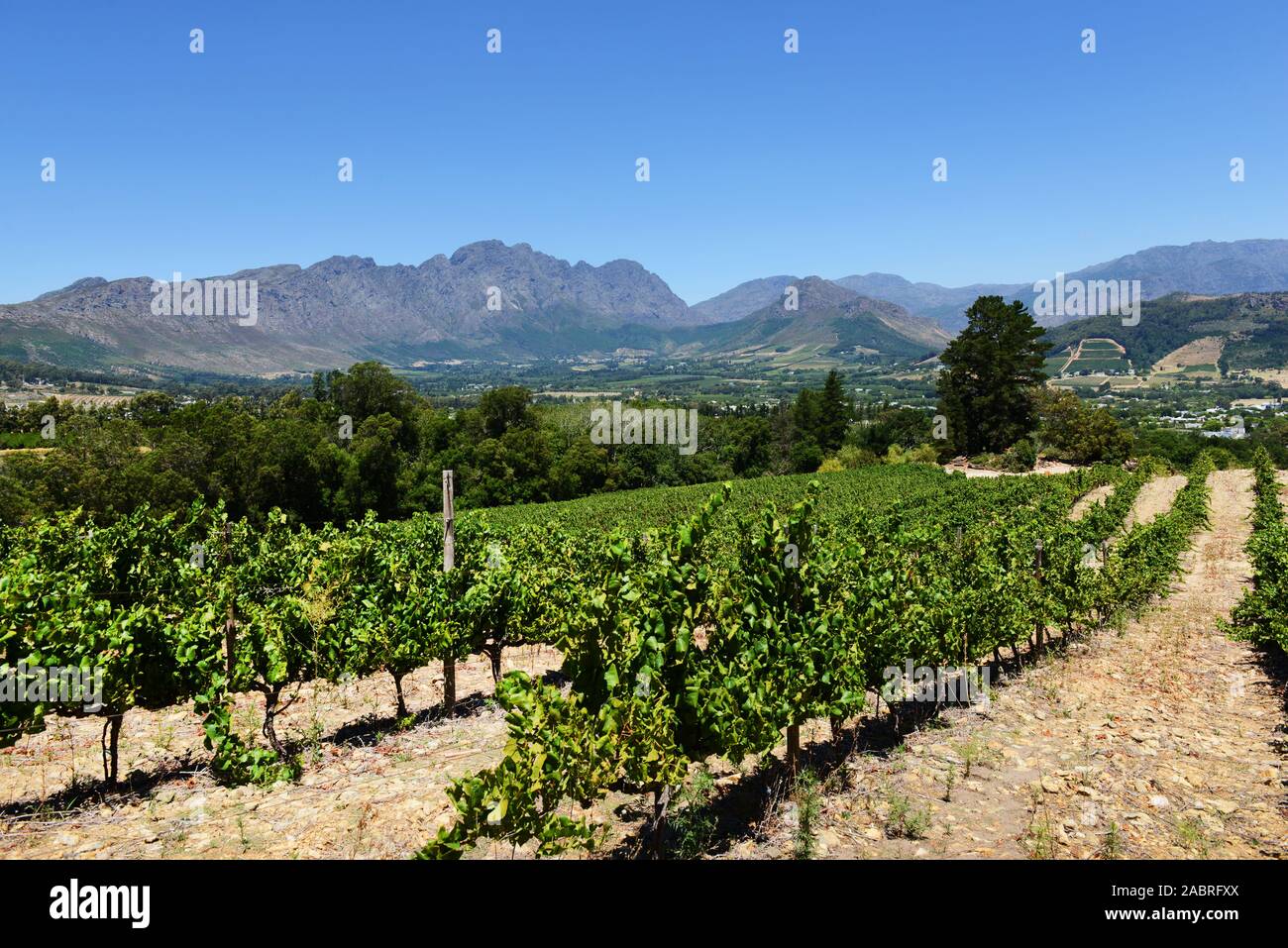 Vigneti della Valle di Franschhoek nella Western Cape regione in Sud Africa. Foto Stock