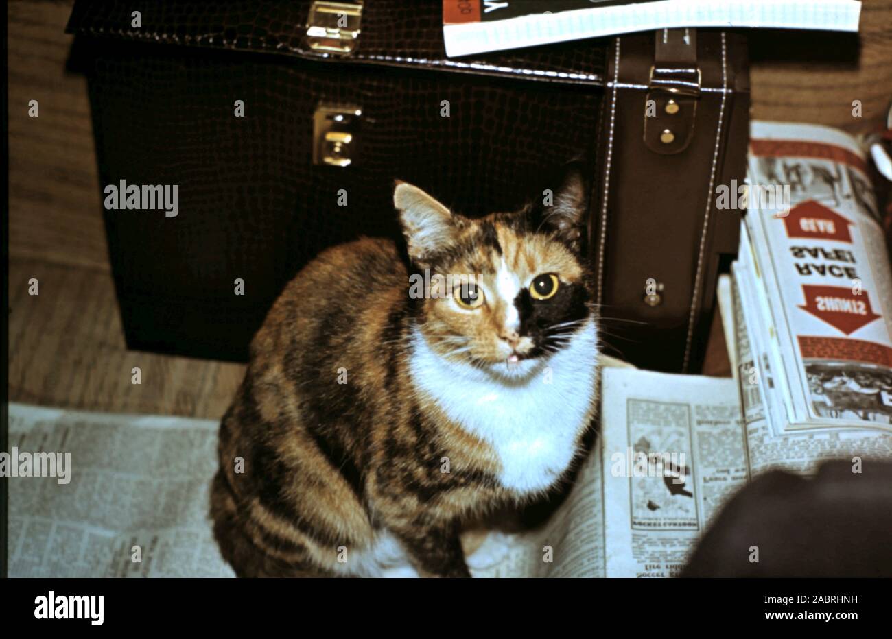 Gatta Calico caso Vintage & Quotidiani - risalente alla fine degli anni sessanta primi anni settanta Foto Stock