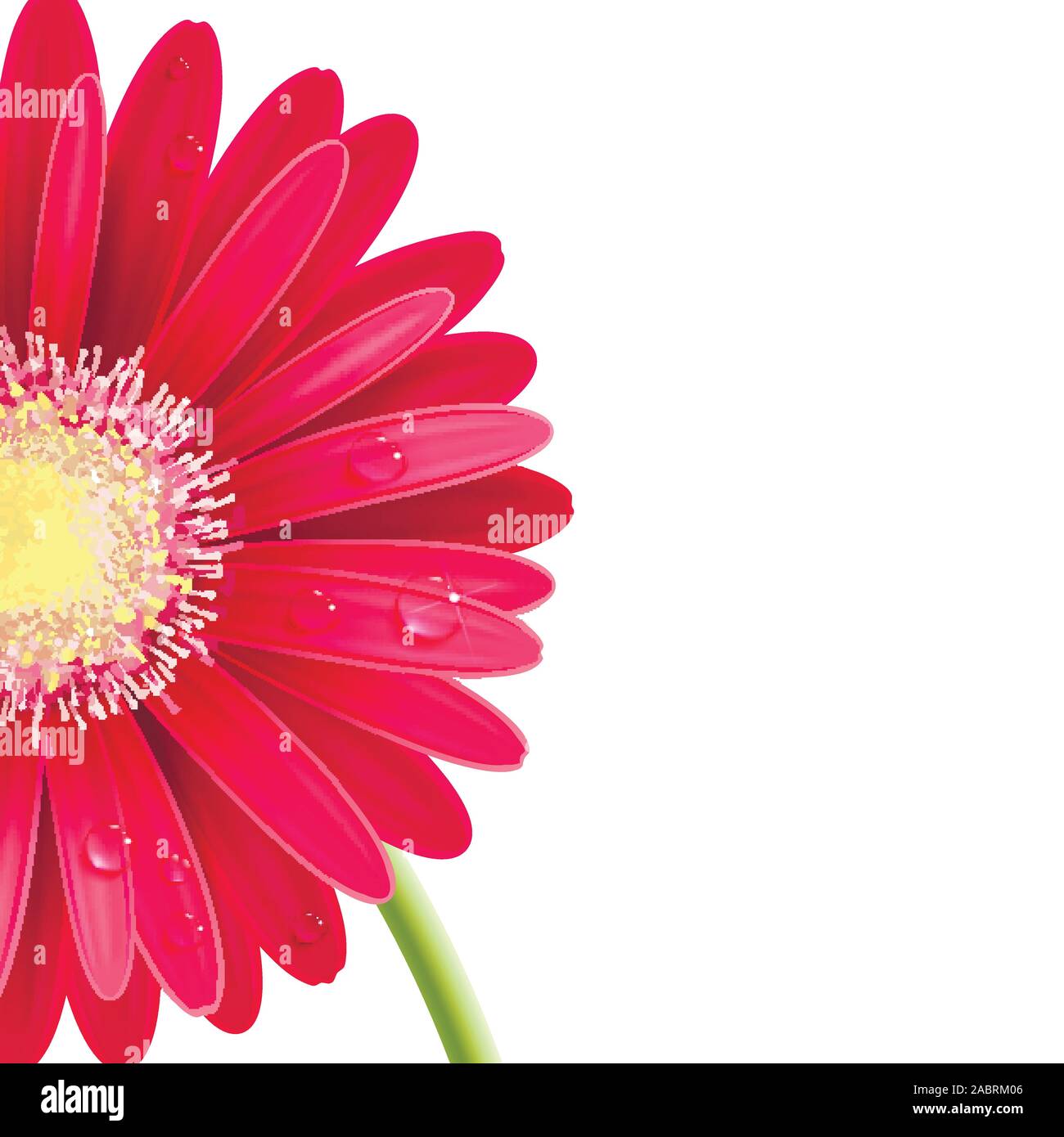 Rosso gerbera fiore su sfondo bianco Illustrazione Vettoriale