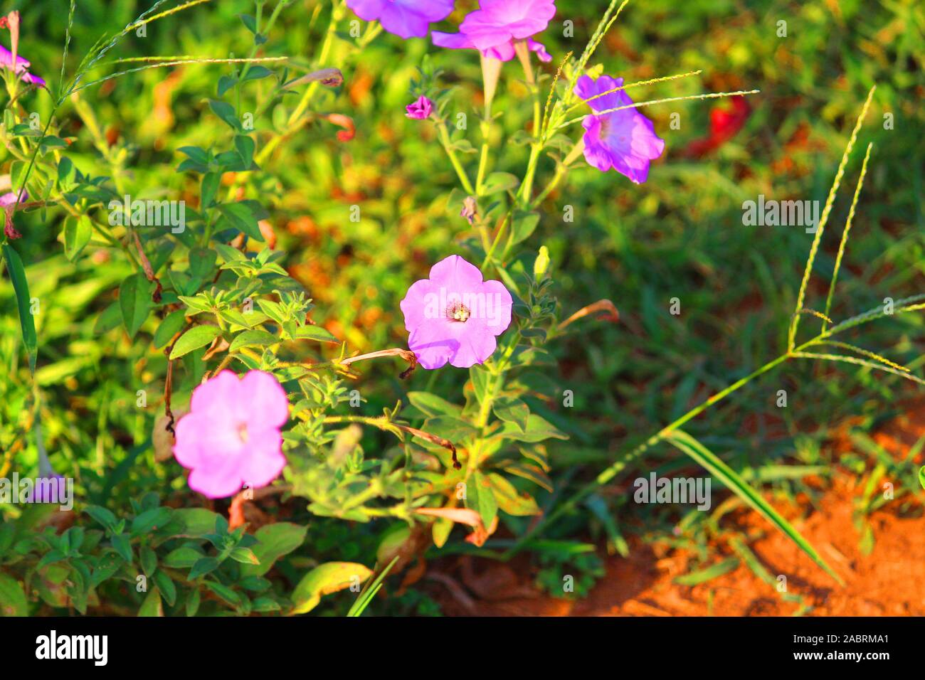 La carta da parati di color porpora Aurelia fiore Foto Stock