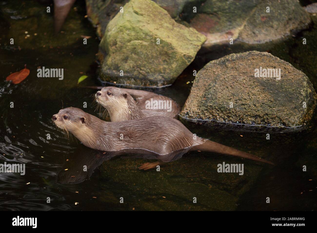 Le Lontre Asiatiche dai piccoli artigli Amblonyx cinerea captive. Foto Stock