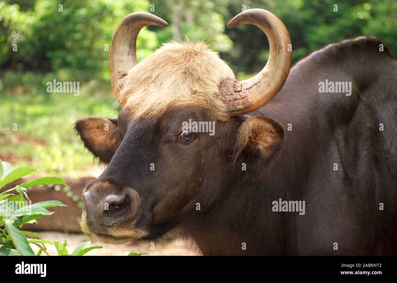 BESTIAME DI GAURO, dettagli testa (Bos gaurus). Specie più grande di bestiame selvatico. Ritratto, testa con corna simmetriche giranti verso l'alto. Ruminante Foto Stock