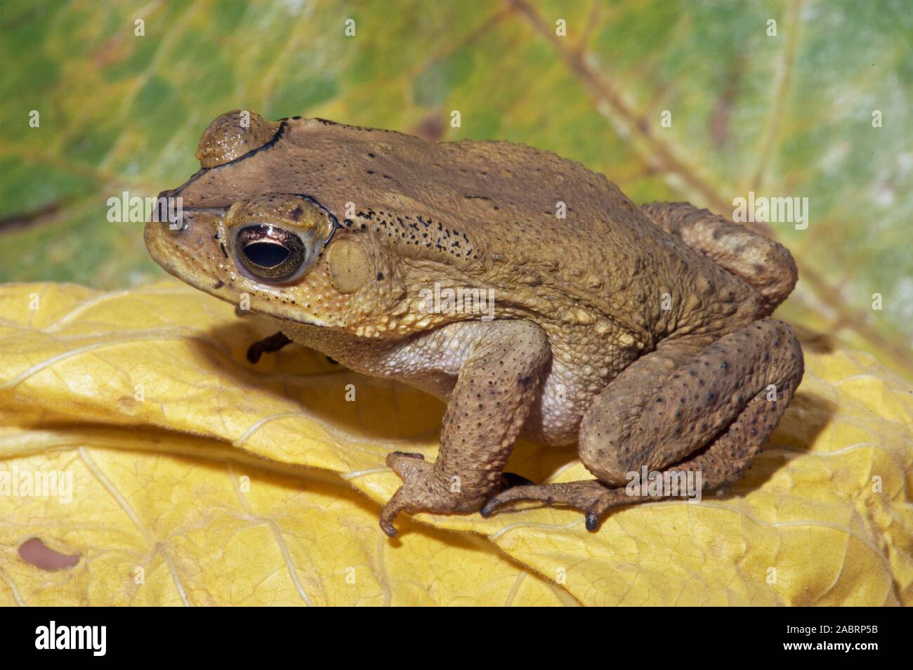 ASIAN COMMON TOAD Duttaphrynus (Bufo) melanostictus). Singapore. Foto Stock