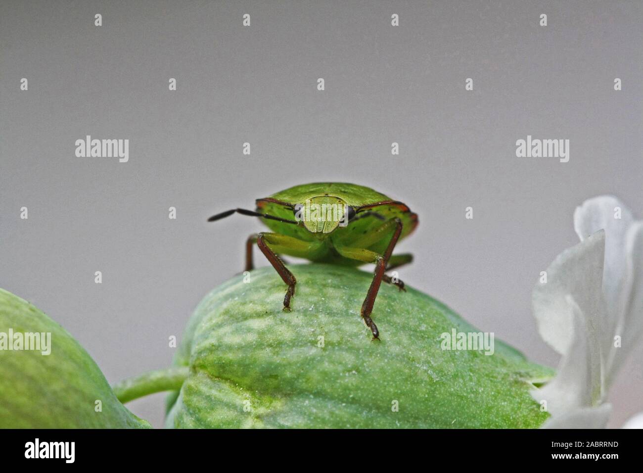 Wanze carpocoris pudicus Foto Stock