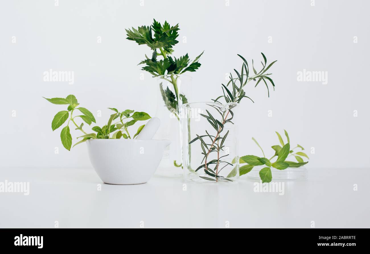 Alternativa medicina di erbe, ricerca scientifica concept Foto Stock