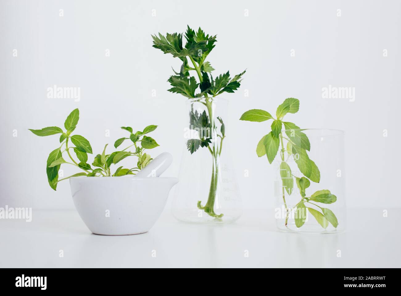 Alternativa medicina di erbe, ricerca scientifica concept Foto Stock