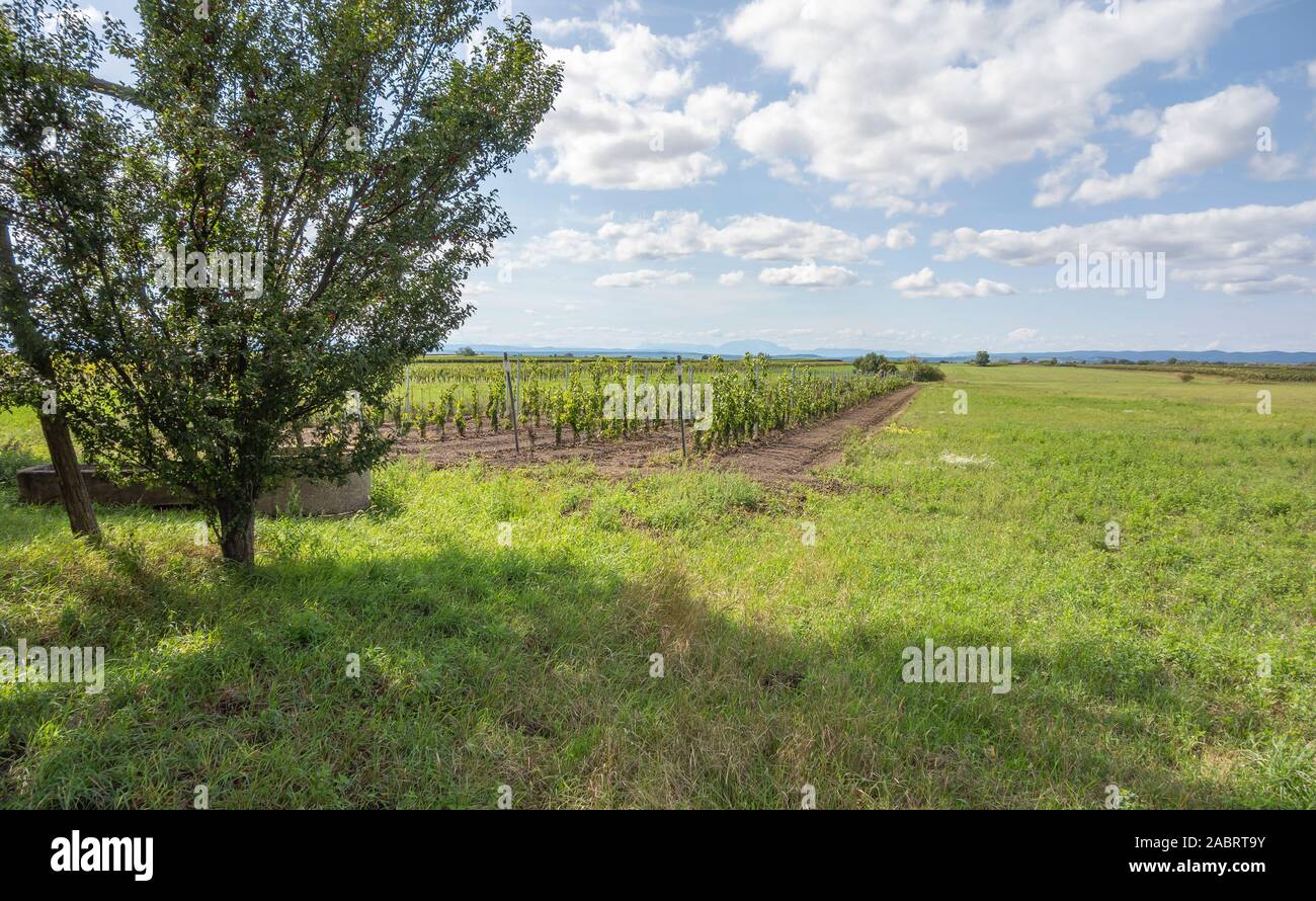 Idilliaco paesaggio rurale attorno a Illmitz in una zona denominata Burgenland in Austria Foto Stock