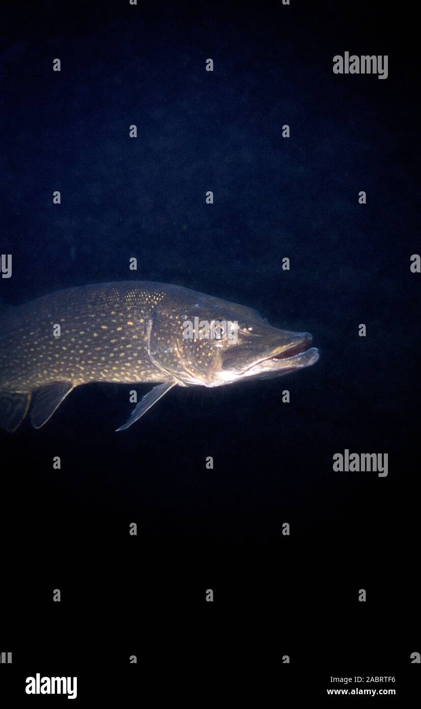 Primo piano di una pike contro uno sfondo nero in acqua fresca Foto Stock