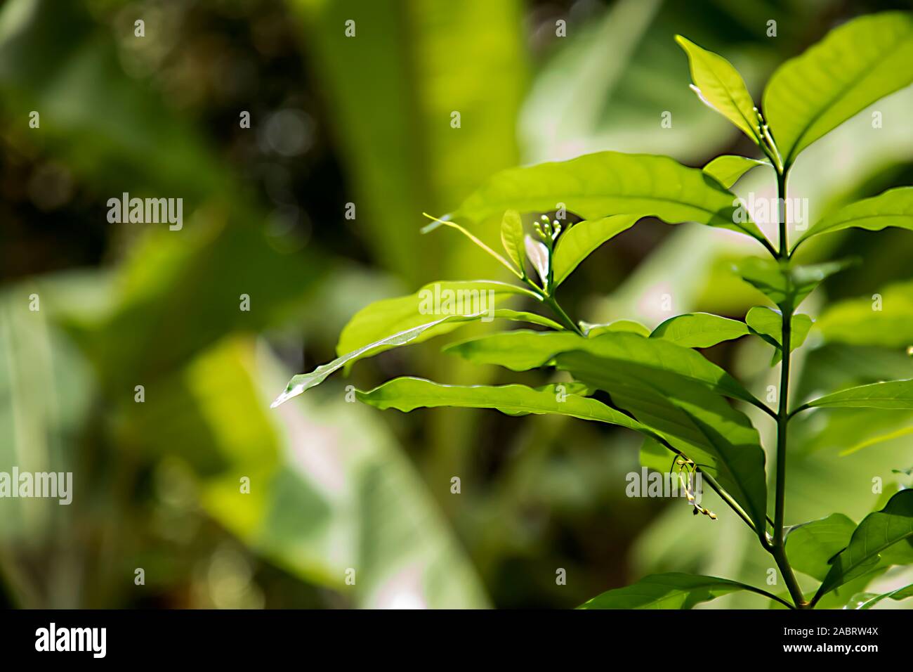 Verde giovane Betulla foglie e molla Foto Stock