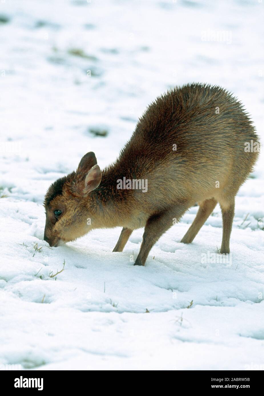 MUNTJAC fawn. (Muntiacus reevesi). SVEZZATO, giovane animale molto affamato che cerca di trovare cibo dopo una lunga serie di cadute di neve. REGNO UNITO. Foto Stock