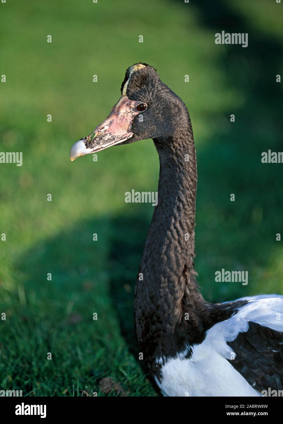 Gazza o PIED, o semi-PALMATED GOOSE (Anseranas semipalmata). Ritratto, close-up. Foto Stock