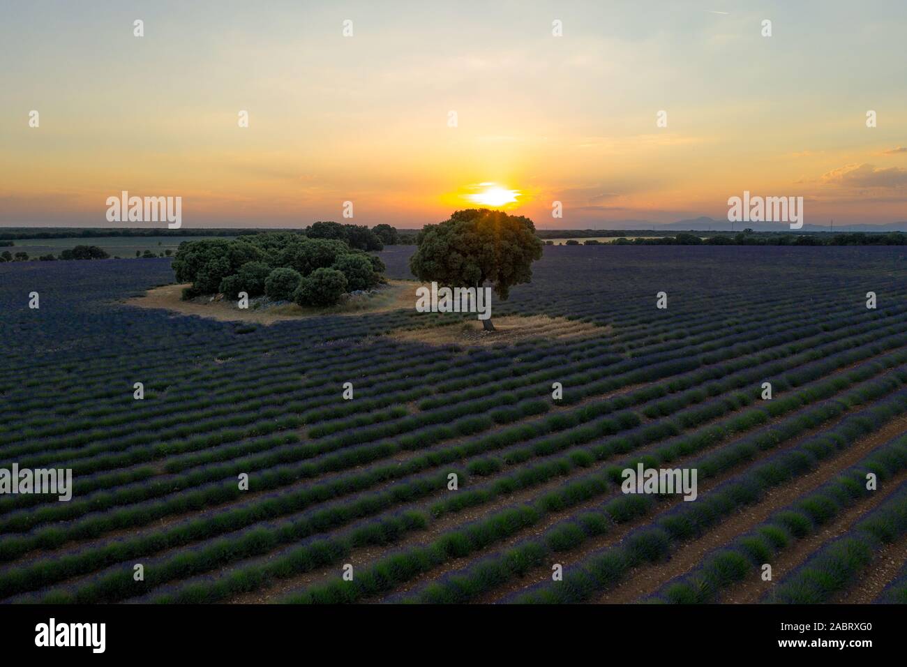 Vista aerea di campi di lavanda e lonely alberi eretti durante il tramonto vicino a Brihuega. La Spagna in estate. Foto Stock