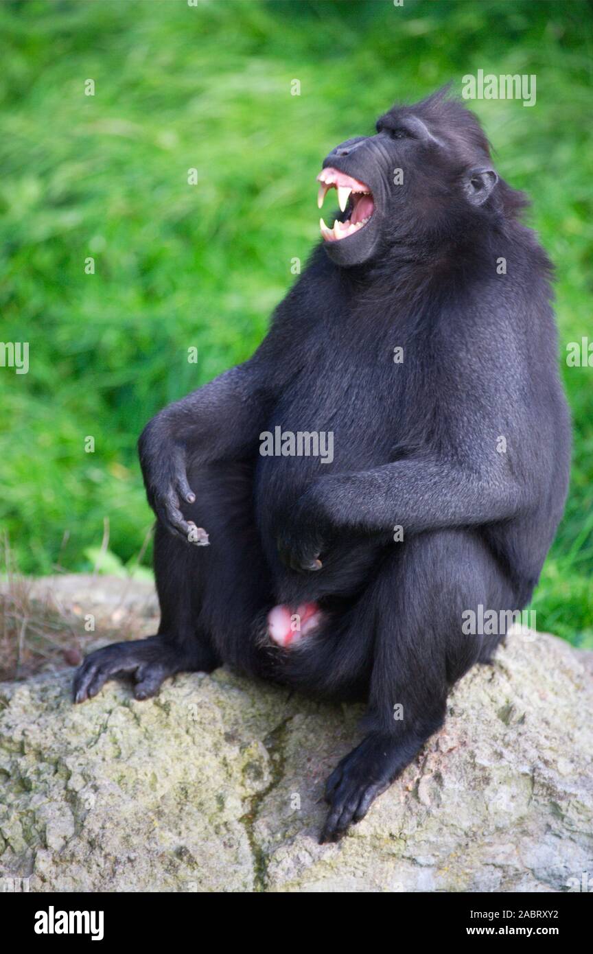 SULAWESI CRESTATO MACACO NERO (Macaca nigra). maschio adulto che mostra un facial grimace di saluto in via di estinzione. Foto Stock
